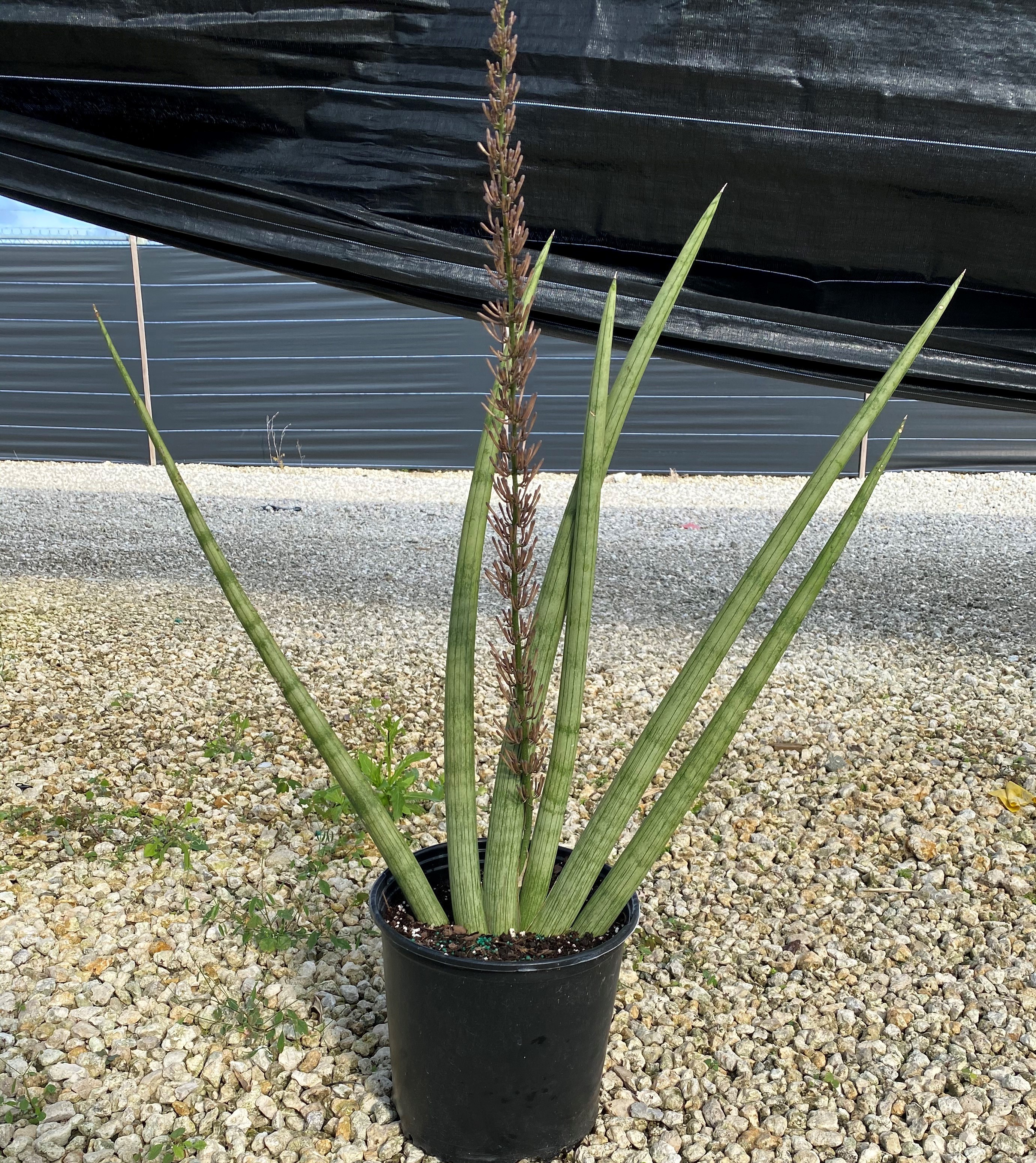 10'' Sansevieria Cylindrical Fan - Click Image to Close